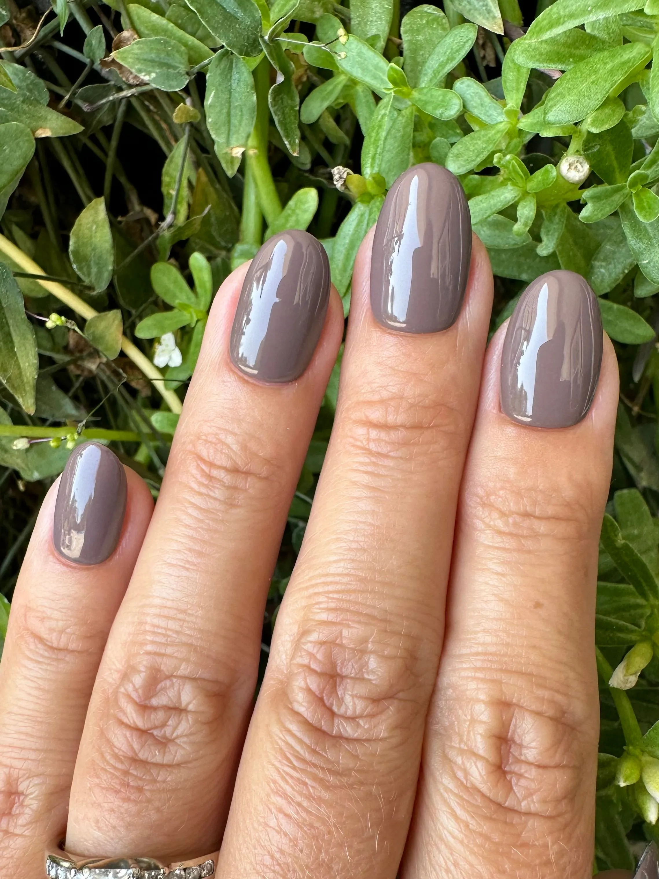 Trampeltier (Gel)